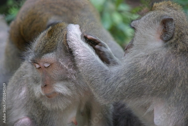 Obraz Monkeys in action