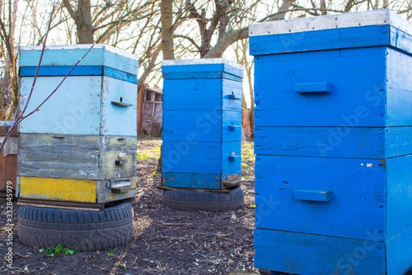 Obraz honey apiary, bee hive in the garden in early spring