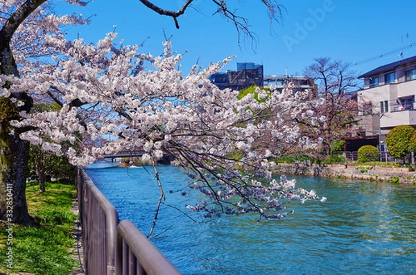 Fototapeta 桜１８