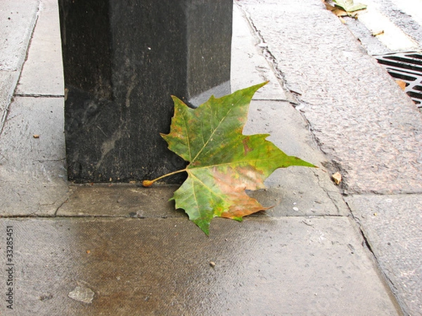 Obraz London Plane Tree Leaf