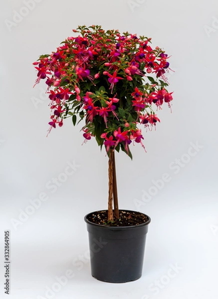 Obraz Fuchsia hybrida Stamm