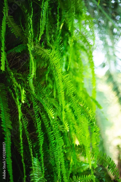 Fototapeta Ferns growing on the bark of a palm tree
