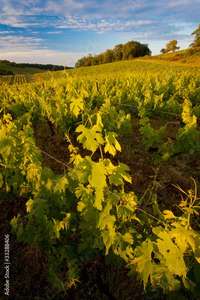 Obraz Vigne