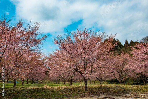 Fototapeta 長湯温泉の大漁桜