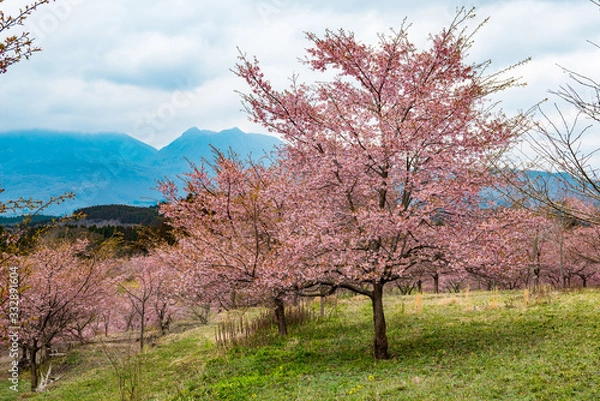 Fototapeta 長湯温泉の大漁桜