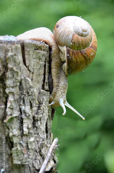 Fototapeta Big Snail