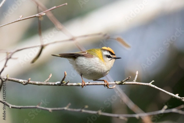Fototapeta Firecrest passerine Regulus bird perched on tree branch