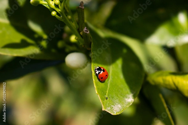Obraz Love bug ladybug on a leaf spring