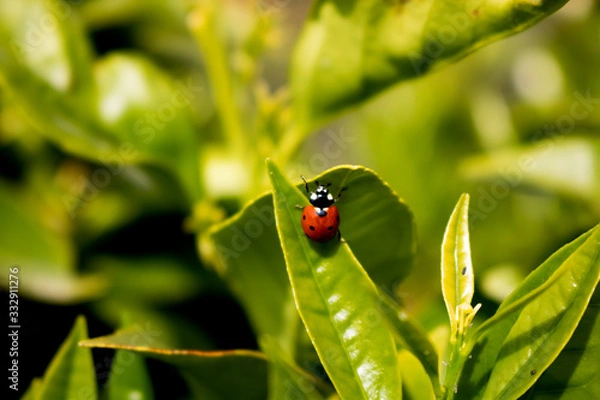 Obraz Love bug ladybug on a leaf spring