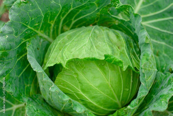 Fototapeta Green cabbage that is gnawed on an outdoor plot
