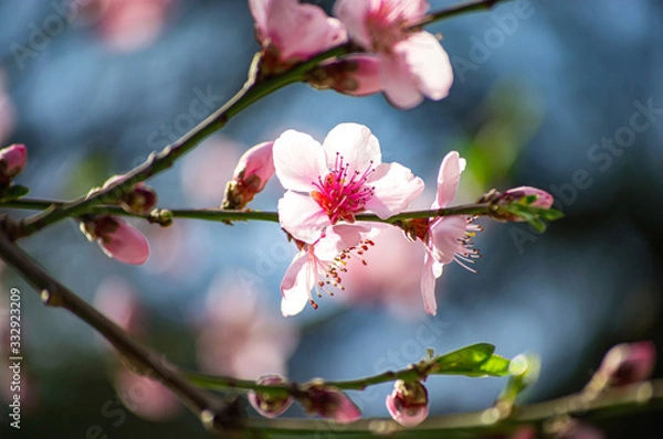 Obraz Branch of a blossoming apple tree pink flowers spring revival of nature