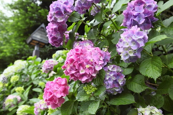 Obraz アジサイ (飛鳥山公園)