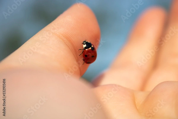 Obraz Love bug ladybug on hand close up