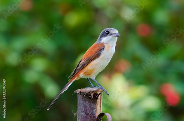 Obraz Burmese Shrike
