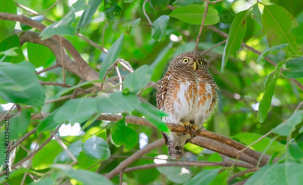 Obraz Glaucidium cuculoides ,ASIAN BARRED OWLET