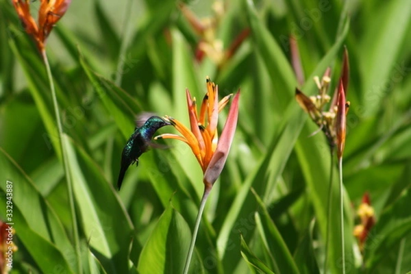 Obraz humming-bird Kolibri