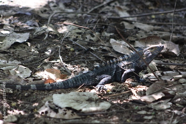 Obraz reptile lizard