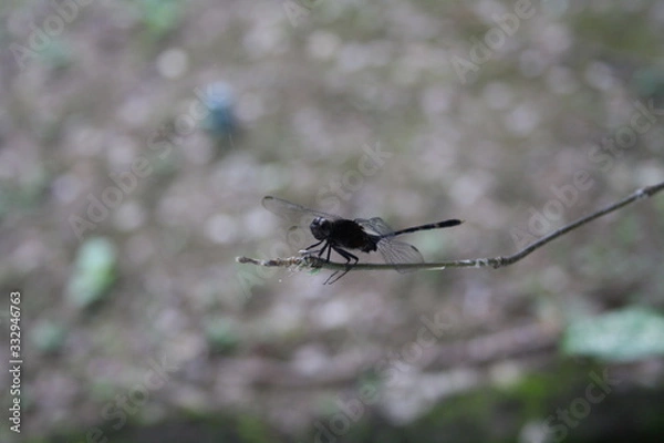 Obraz dragonfly in flight