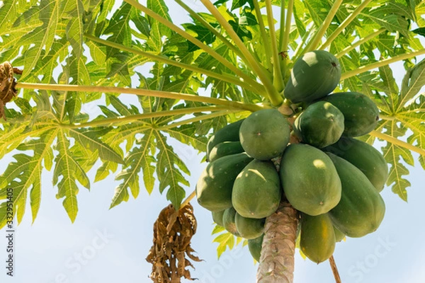 Fototapeta Tall palm tree with green fruits on a background of blue sky