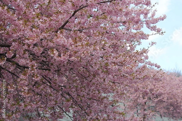 Fototapeta 河津桜　いわき