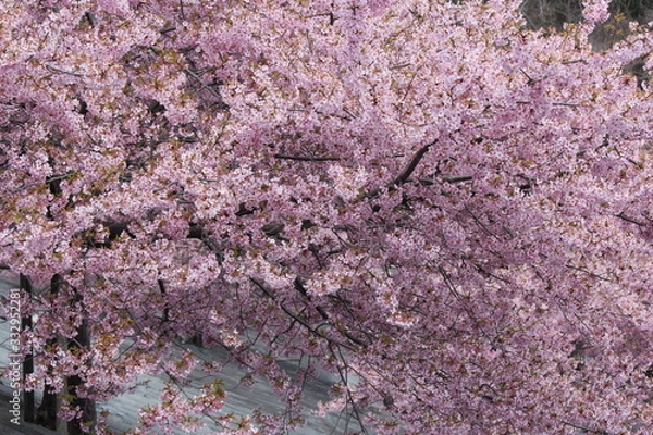 Fototapeta 河津桜　いわき