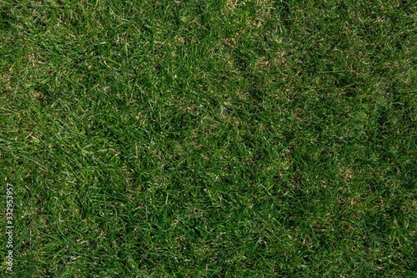 Fototapeta green grass background