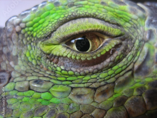 Obraz Iguane Eye