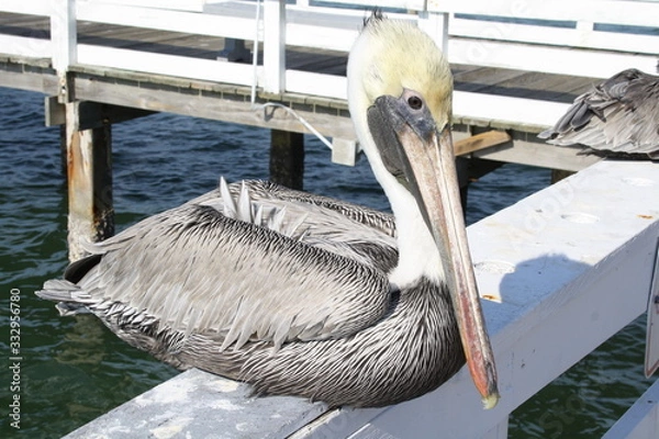 Obraz pelican