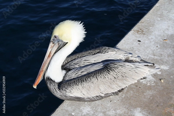 Obraz pelican