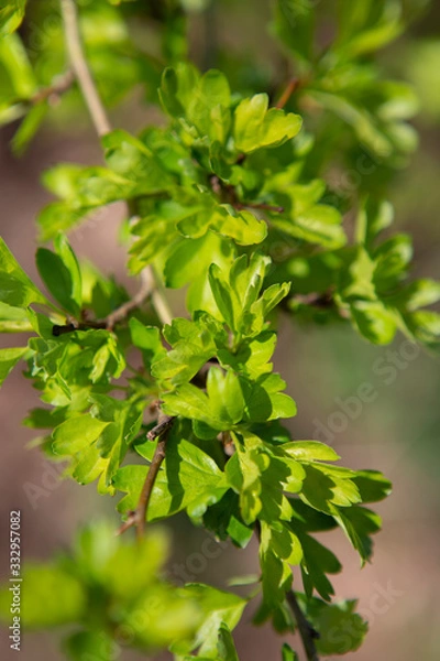 Obraz green spring leaves