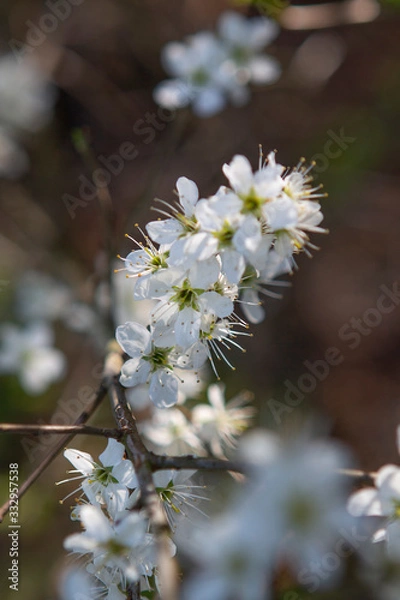 Obraz white forest flowers in spring