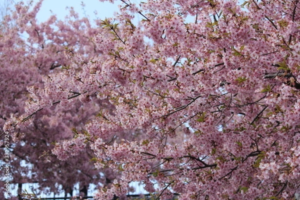 Fototapeta 河津桜　いわき