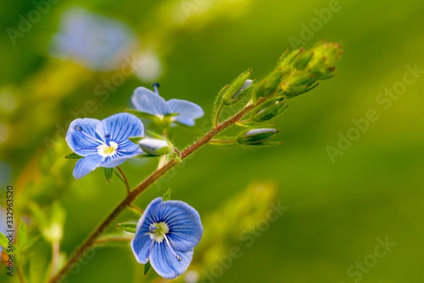 Obraz Beautiful Forghet me not close-up