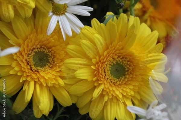 Fototapeta 黄色い花　ガーベラ