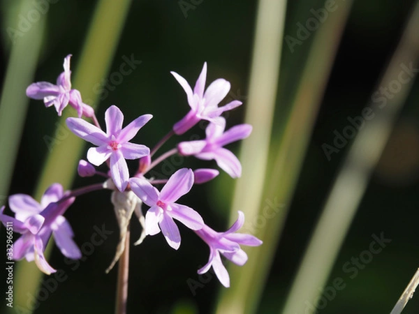 Obraz OLYMPUS DIGITAL CAMERA