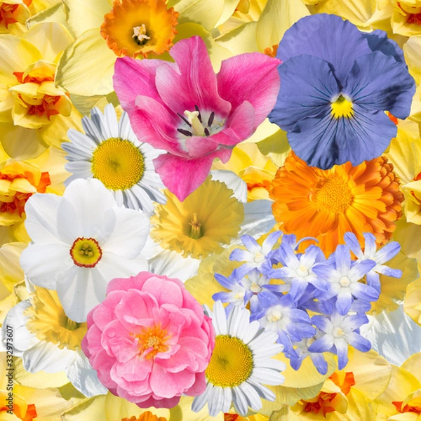 Fototapeta Seamless floral pattern with spring flowers  primrose, Narcissus.tulip, pansy, heliodoxa, marigold, chamomile.