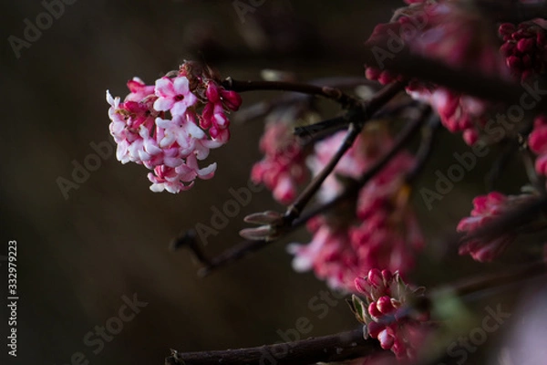 Obraz Blumen am Wegrand