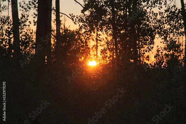 Obraz Sonnenschein durch die Blätter