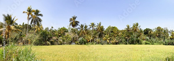 Fototapeta Rice field panorama with palm trees and blue sky.