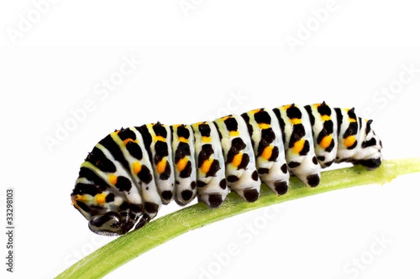 Obraz Swallowtail caterpillar on a stem