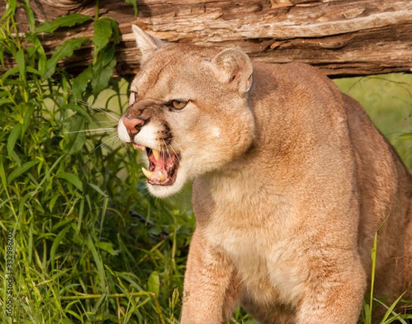 Fototapeta Snarling Mountain Lion