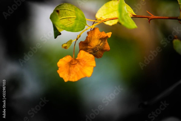 Obraz Flowers erve3ywhere