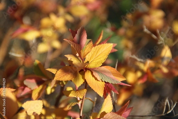 Obraz Flame shape spiraea japonica firelight