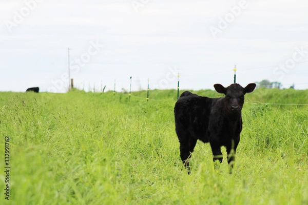 Obraz calf on meadow