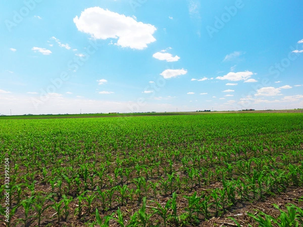 Obraz Corn Field with blue sky
