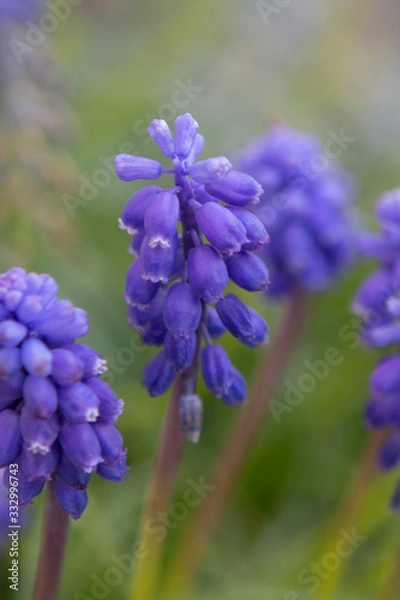 Obraz purple spring flowers