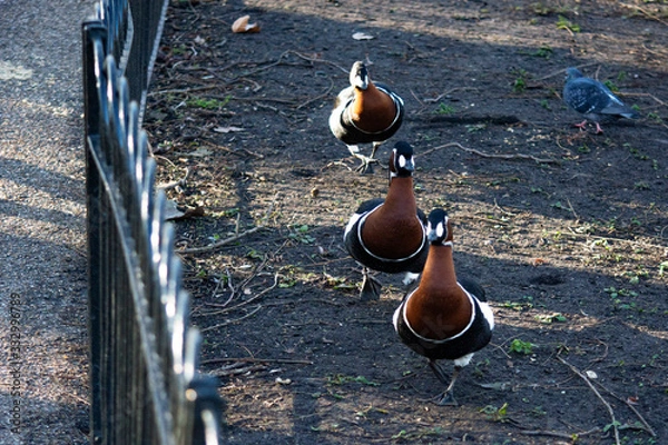 Obraz Bernikla rdzawoszyja