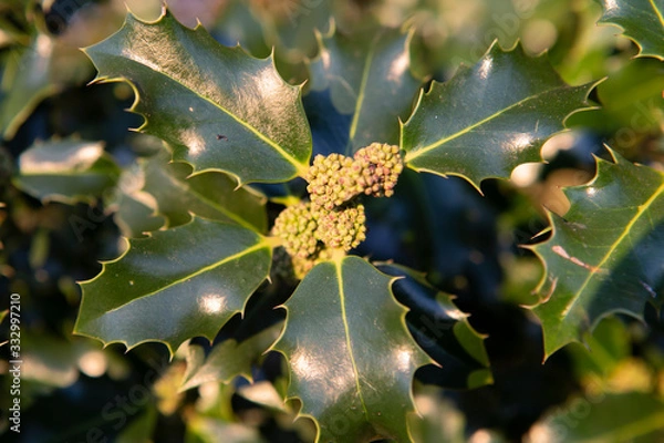 Obraz pointy green leaves