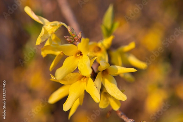 Obraz yellow flowers at dusk