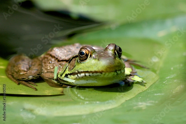 Obraz Frog Pad
